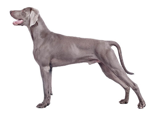 Dogs that hot sale start with weimaraner